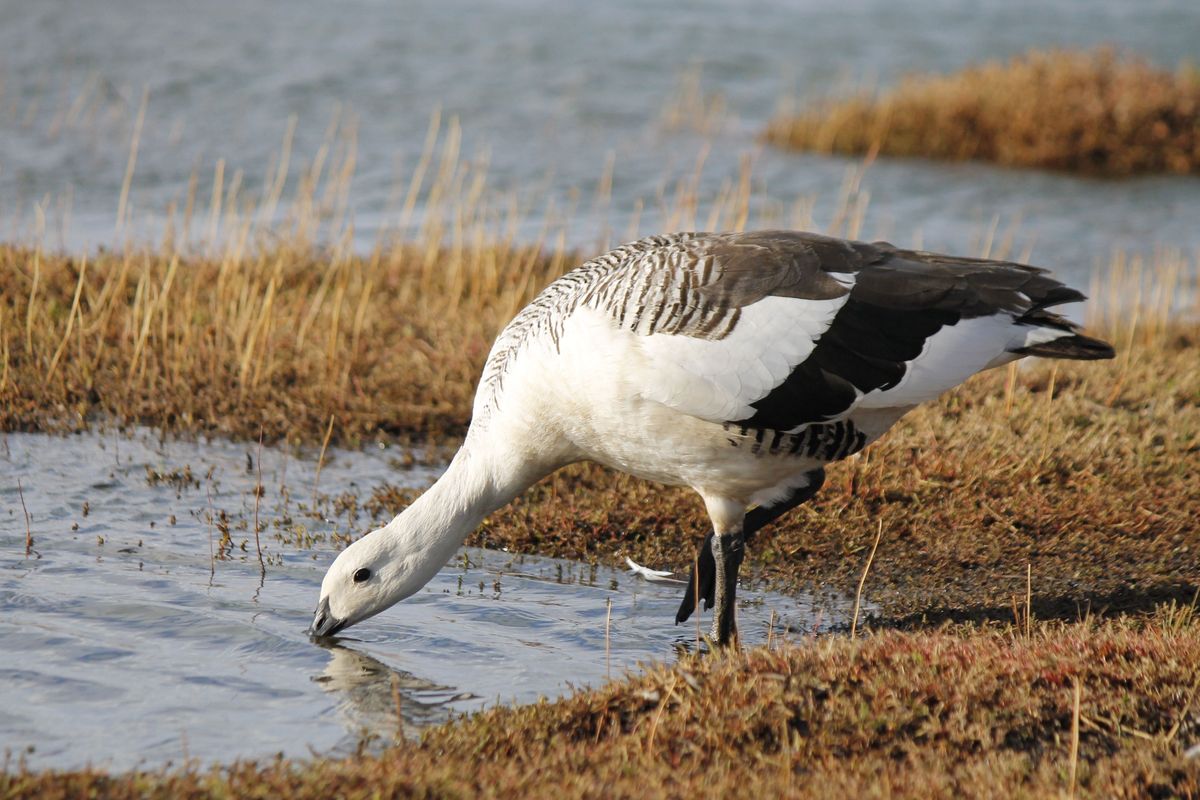 Hím Upland Goose iszik