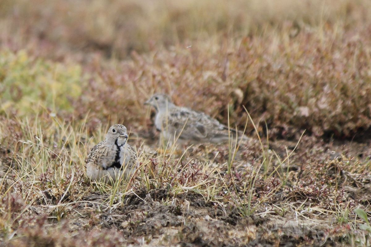 Két Least Seedsnipe