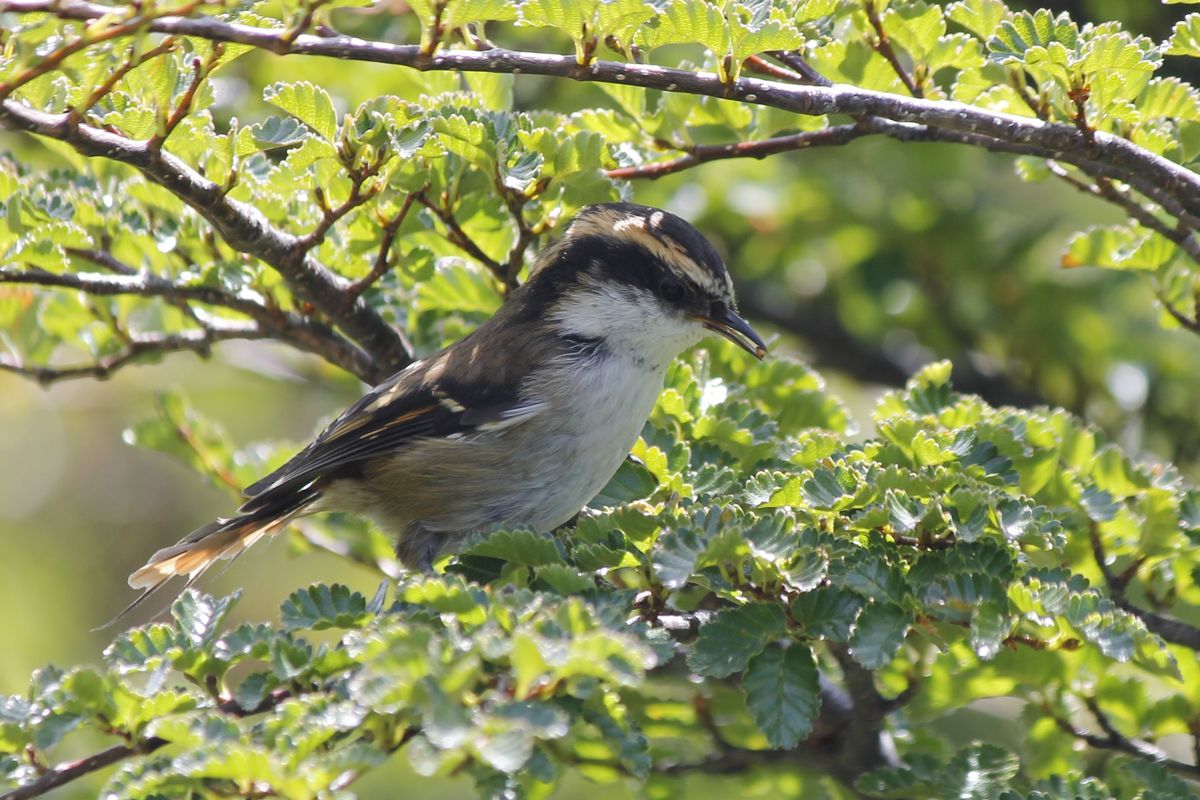 Thorn-tailed Rayadito zsákmánnyal