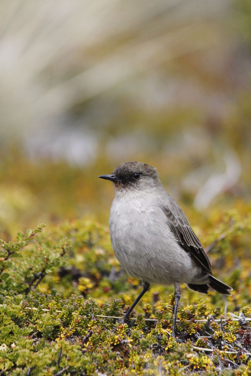 Dark-faced Ground-Tyrant