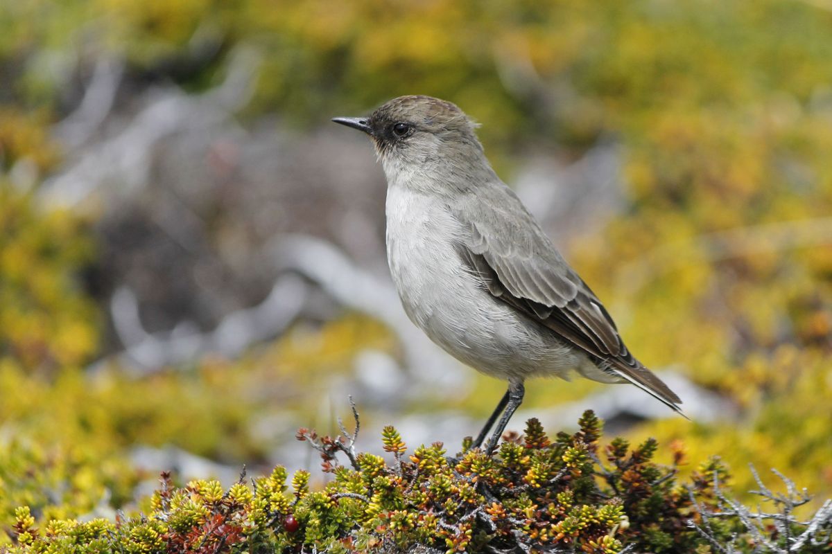 Dark-faced Ground-Tyrant