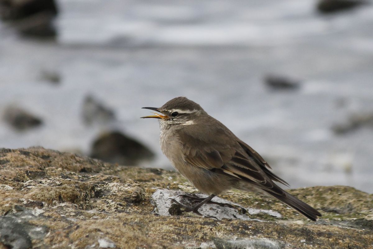 Buff-winged Cincloides