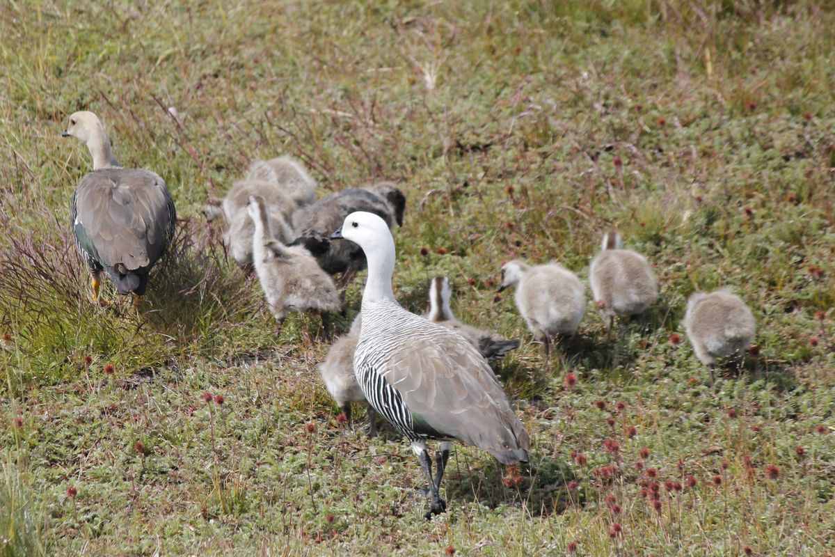 Upland Goose