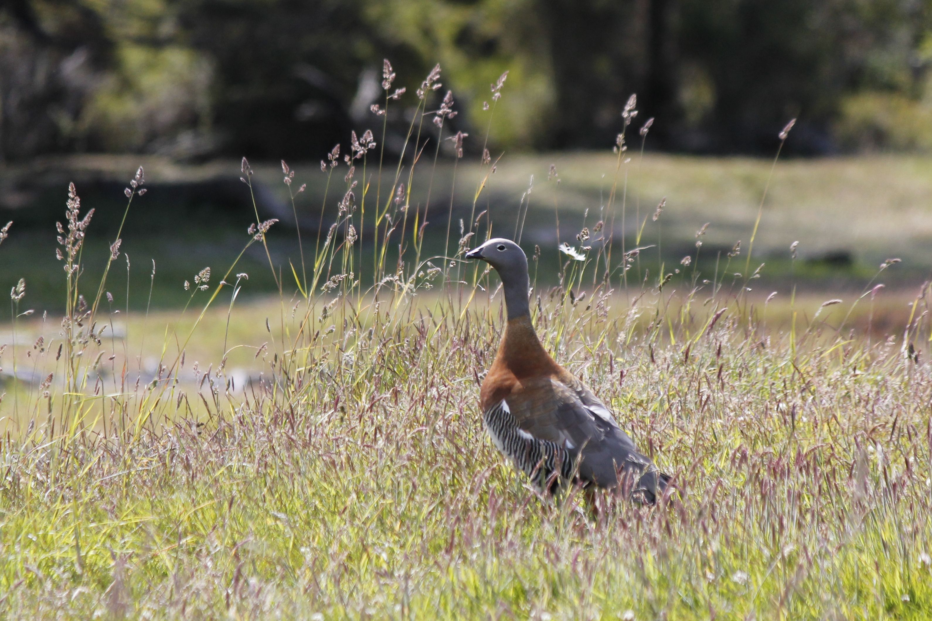 Ashy-headed Goose