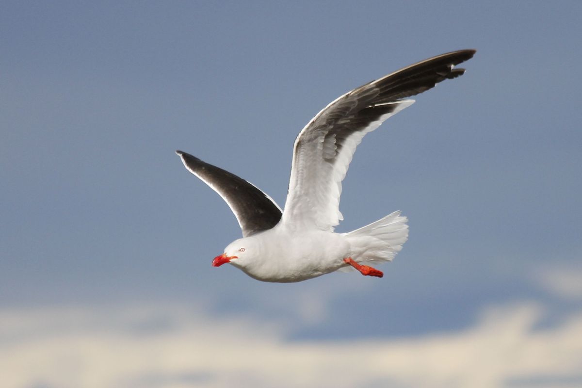 Repülő Dolphin Gull