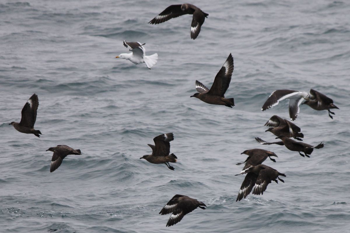 Great/Chilean Skua