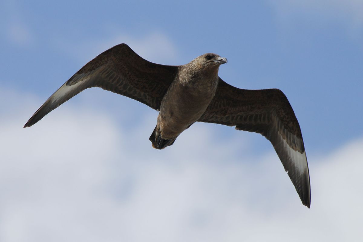 Great/Chilean Skua