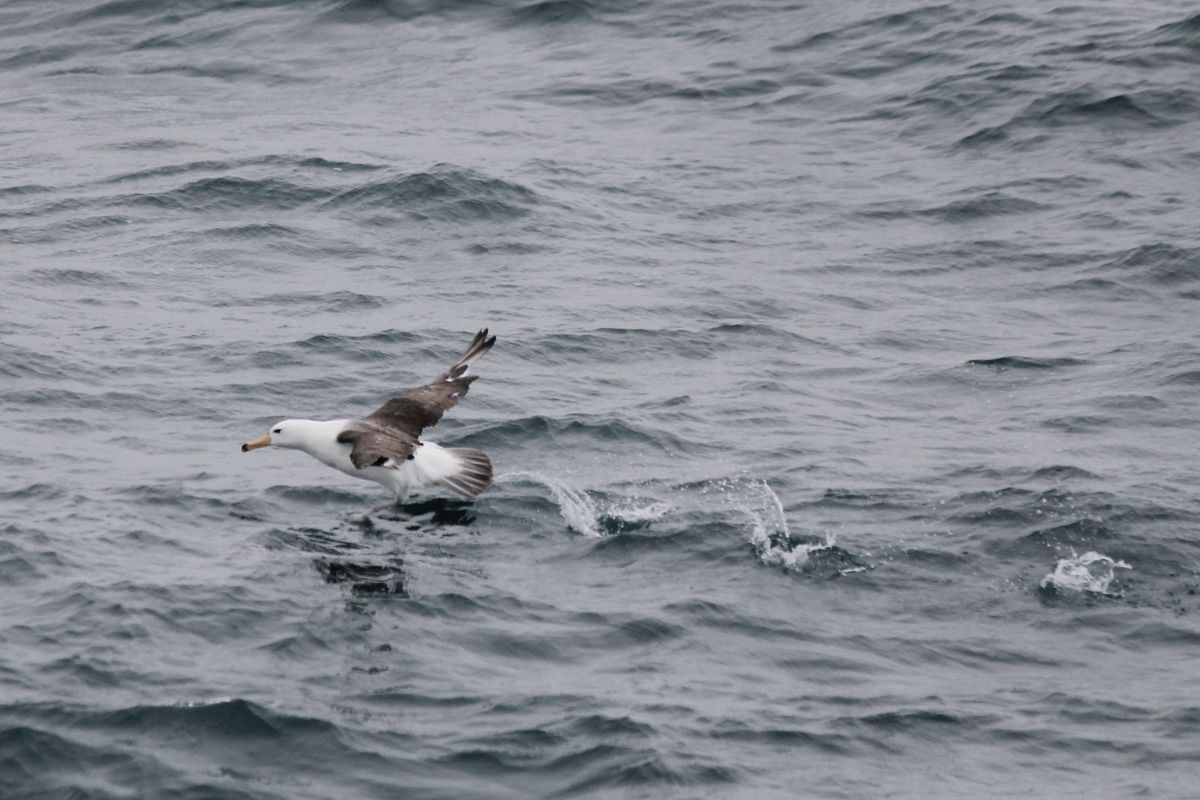 Felszálló Black-browed Albatross