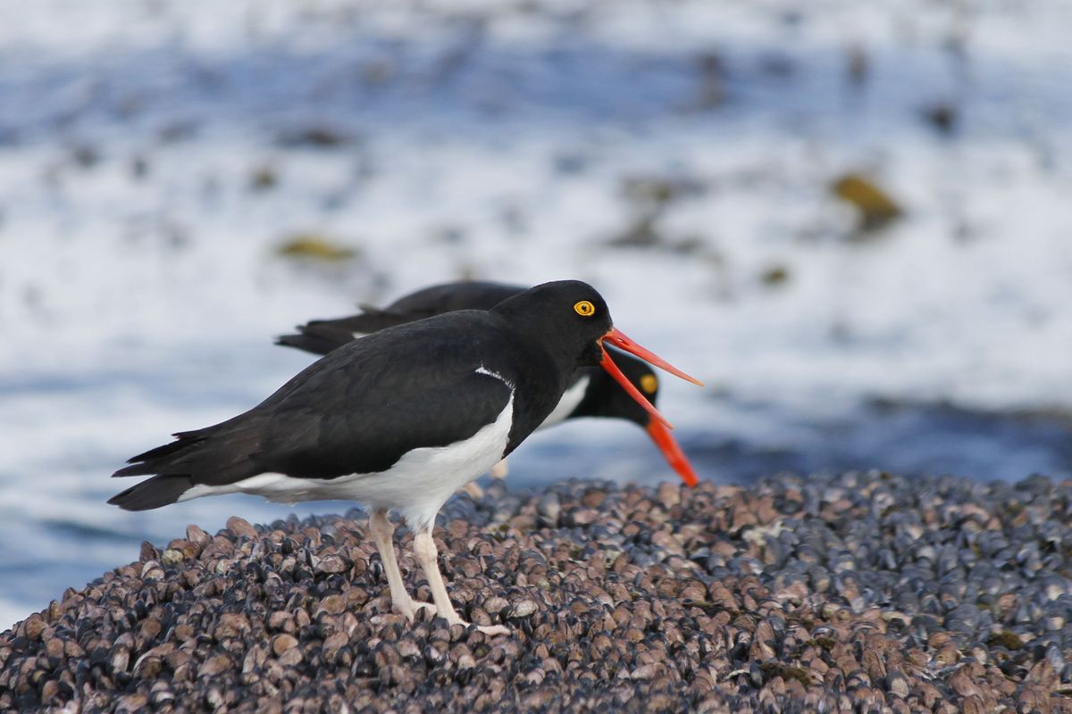 Magellanic Ostreycatcher