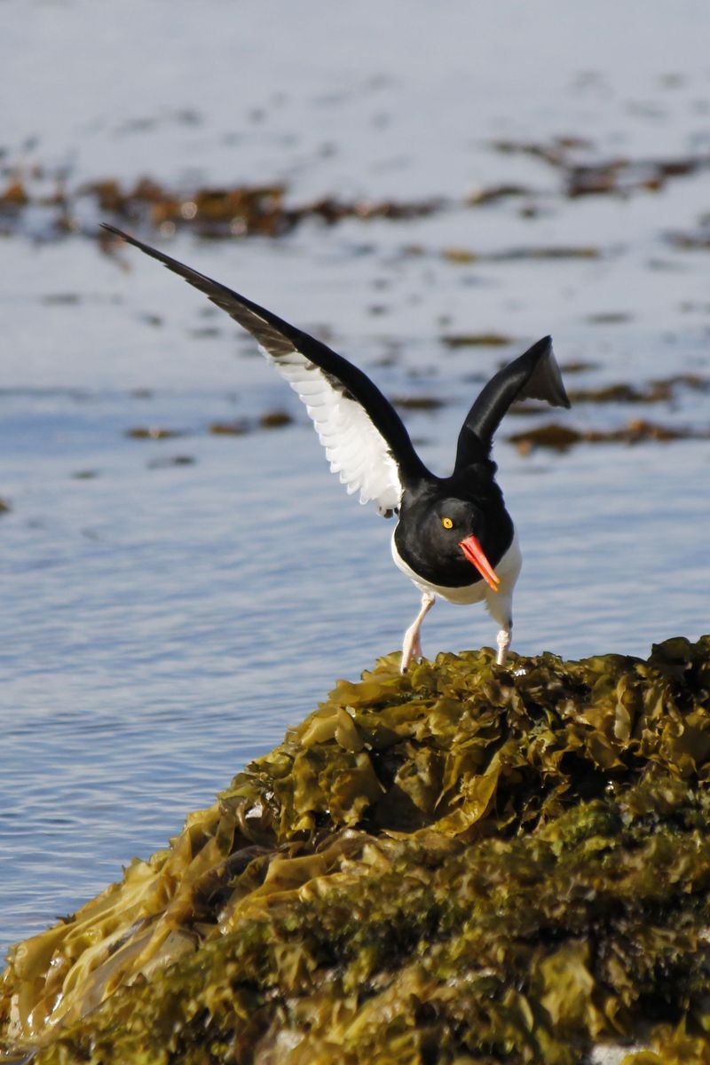 Magellanic Ostreycatcher