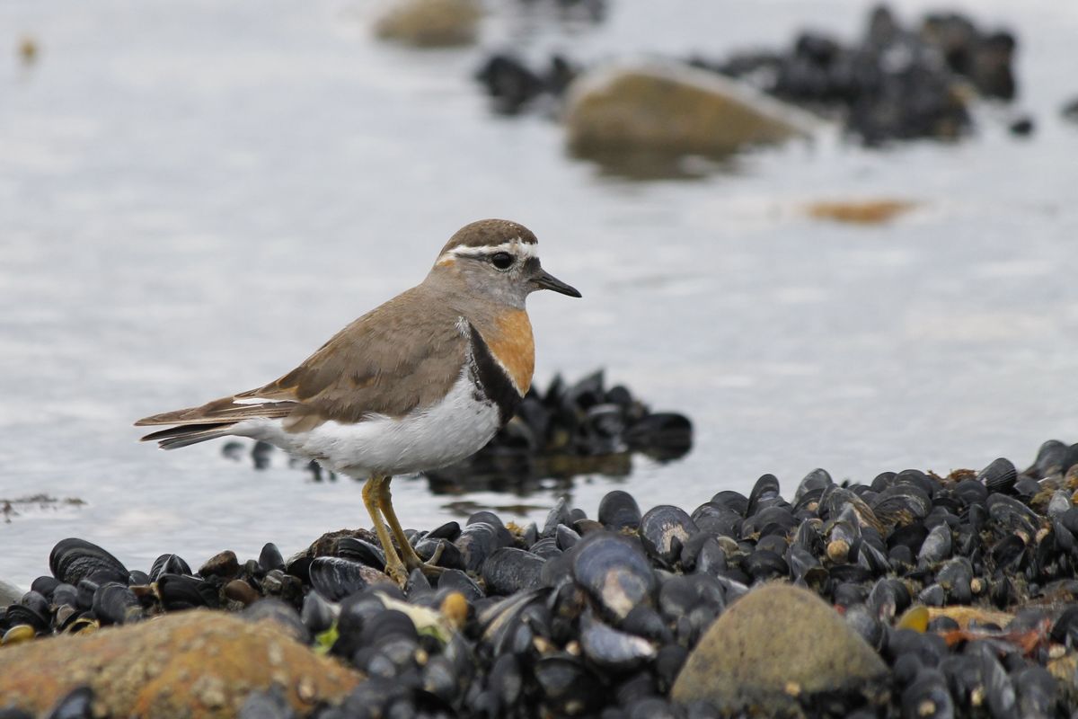 Chestnut-breasted Dotterel