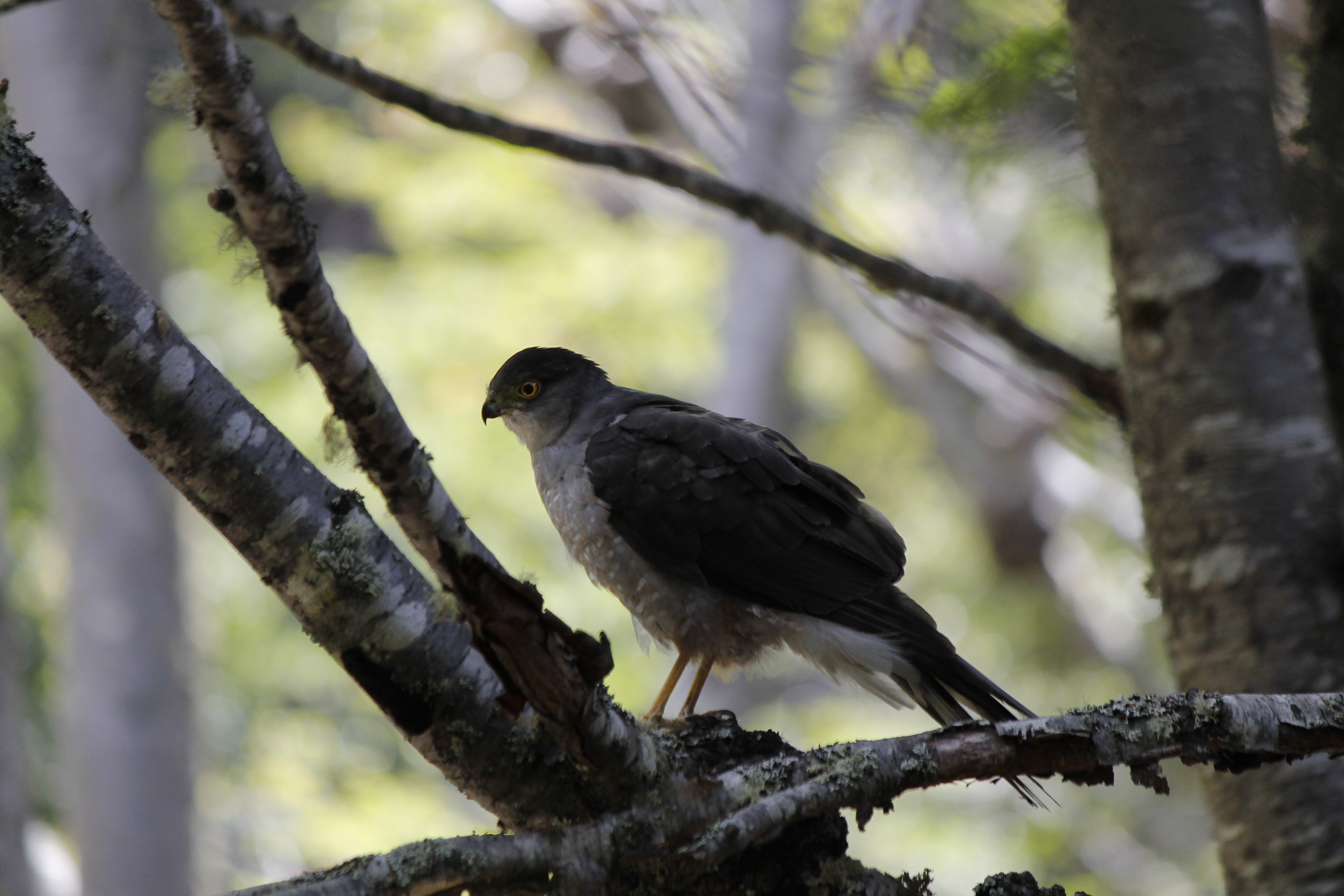 Chilean/Bicoloured Hawk