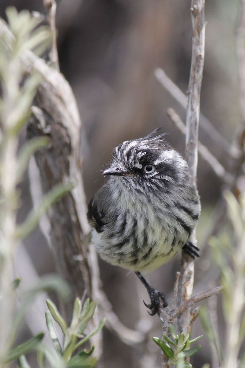 Tufted Tit-tyrant