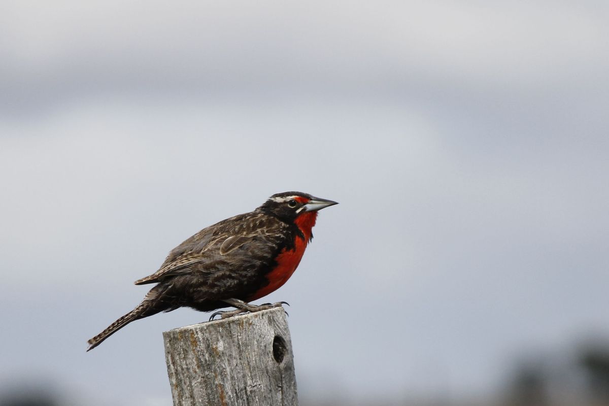 Long-tailed Meadowlark