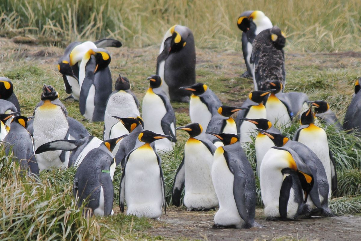 Kotló pingvinek