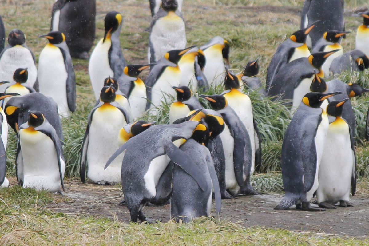 Nem annyira egyértelmű, mert pingvinéknél nem olyan látványos, de a bal oldali pingvin, nevezzük Juannak, éppen tenni akarja a szépet a jobboldali pingvinlánynak. Próbál rámászni, de nem igazán megy neki, a többi pingvin pedig nézi
