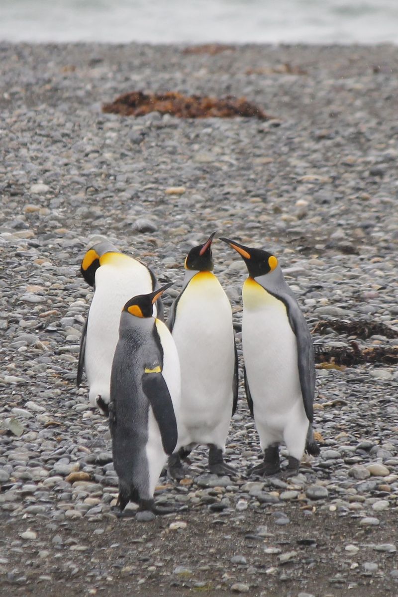 Műholdas jeladós, ‘hátizsákos‘ pingvin