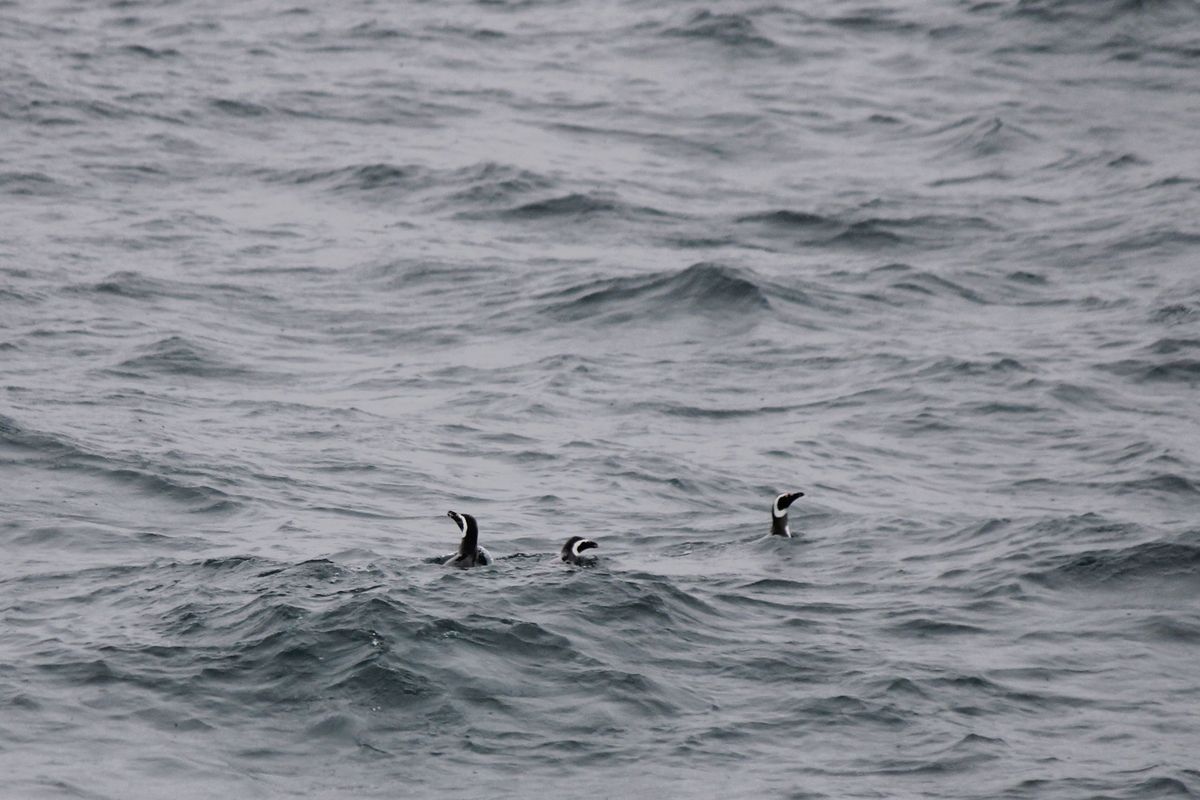A Magellán-pingvin jóval gyakoribb, mint a királypingvin. A hajók mellett gyakran felbukkannak a halászgató csapataik