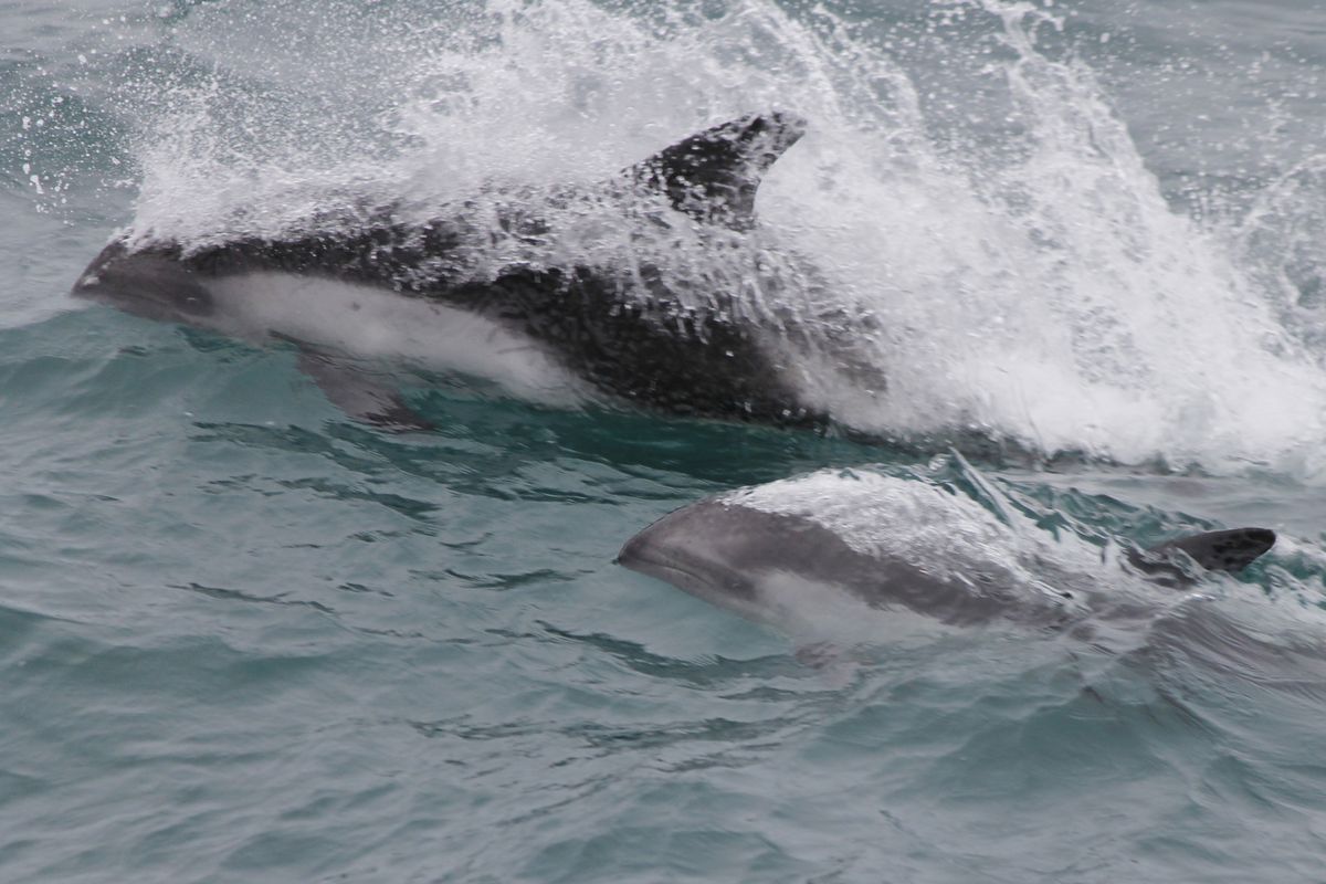 Peale-delfin kicsit közelebbről