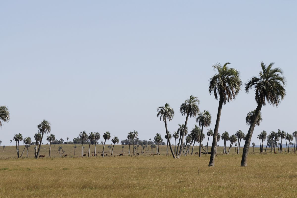 pálmafás legelők Barra de Valizas környékén