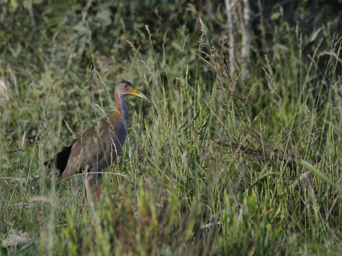 Giant Wood-rail - Ipacá