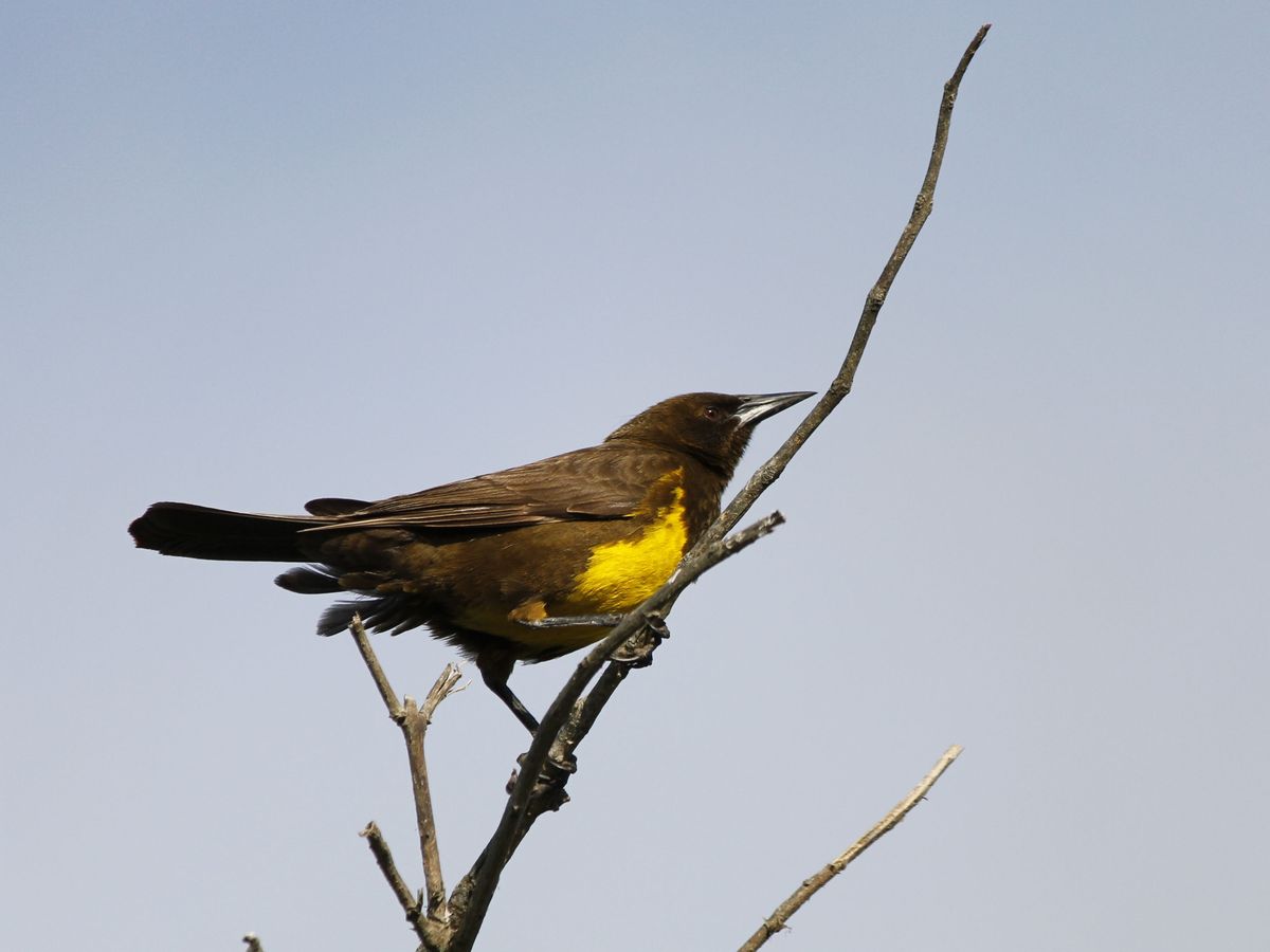 Brown-and-yellow Marshbird - Pecho Amarillo