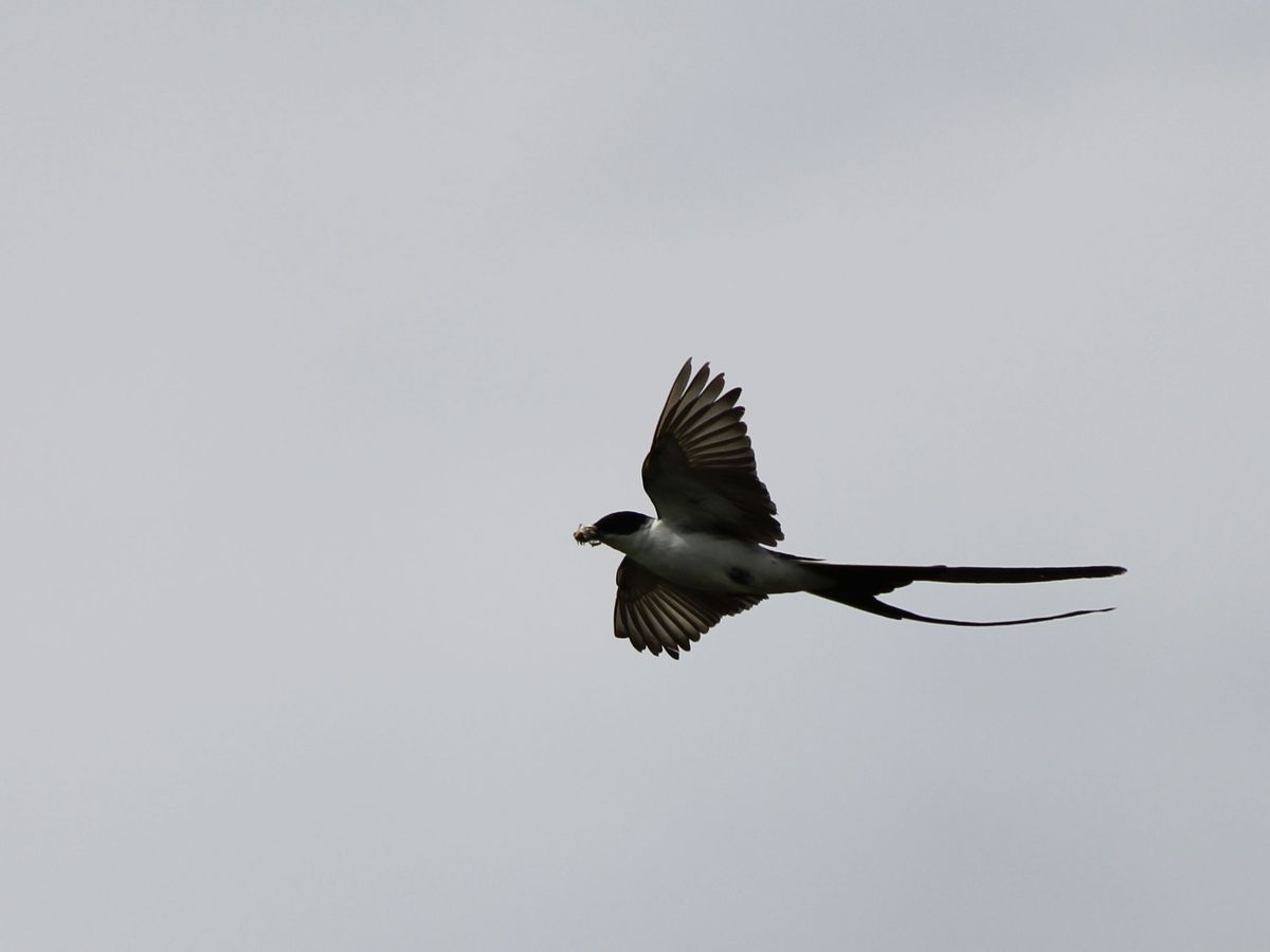 Fork-tailed Flycatcher - Tijereta