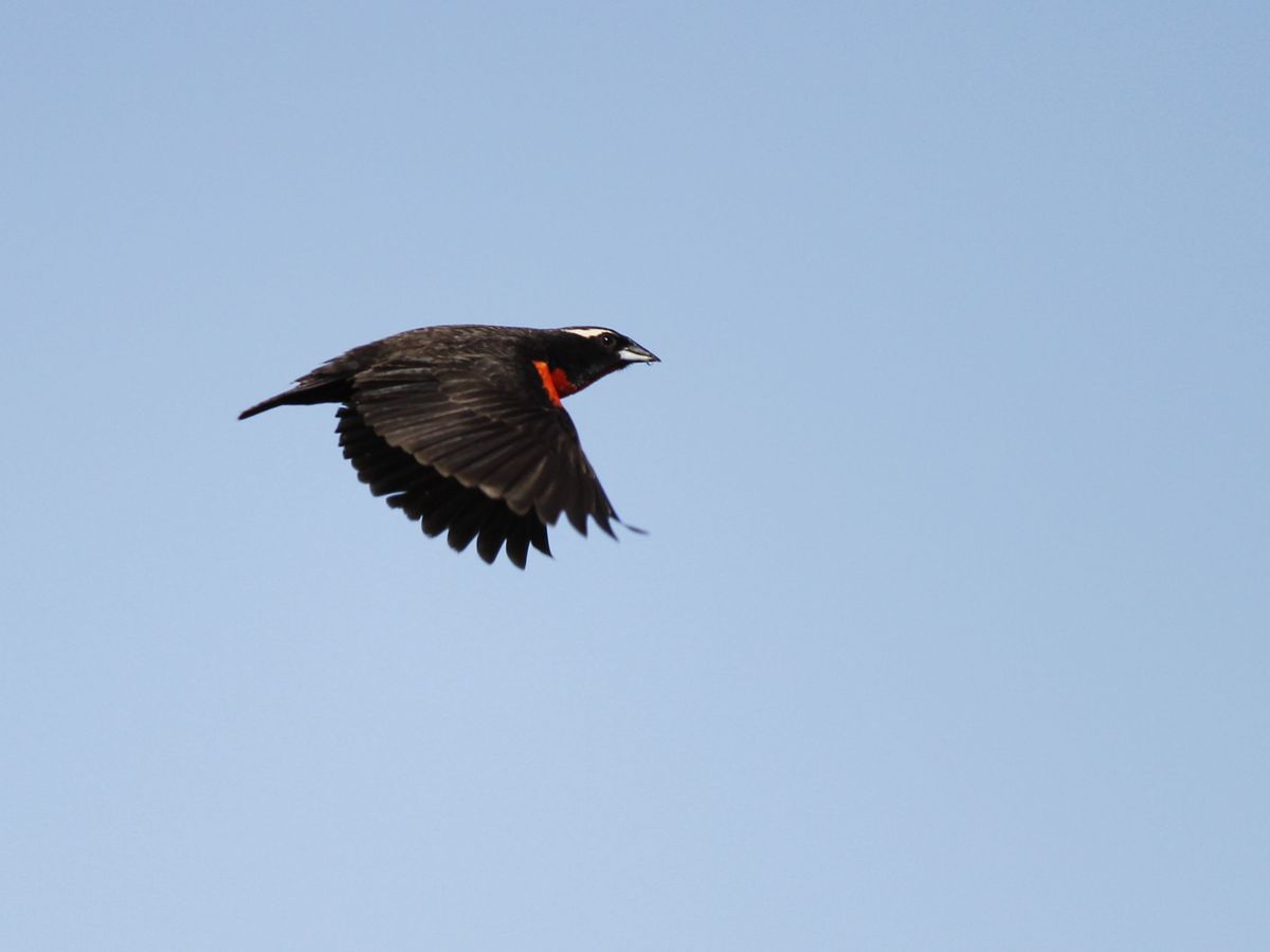 White-browed Blackbird - Pecho Colorado