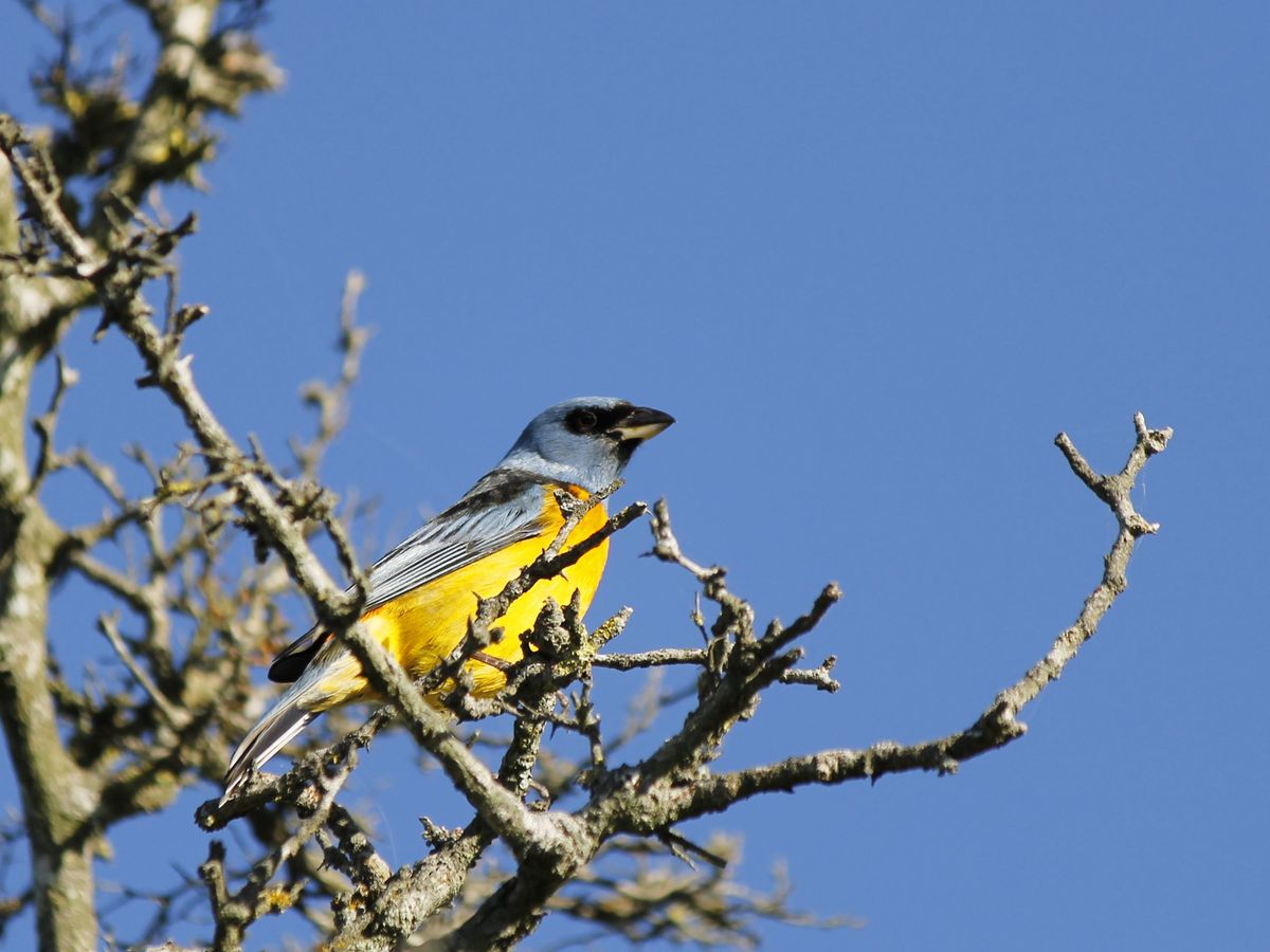 Blue-and-yellow Tanager - Naranjero