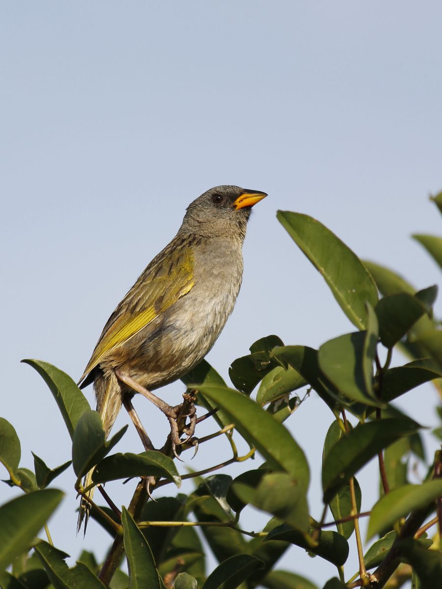 Great Pampa-finch - Verdón