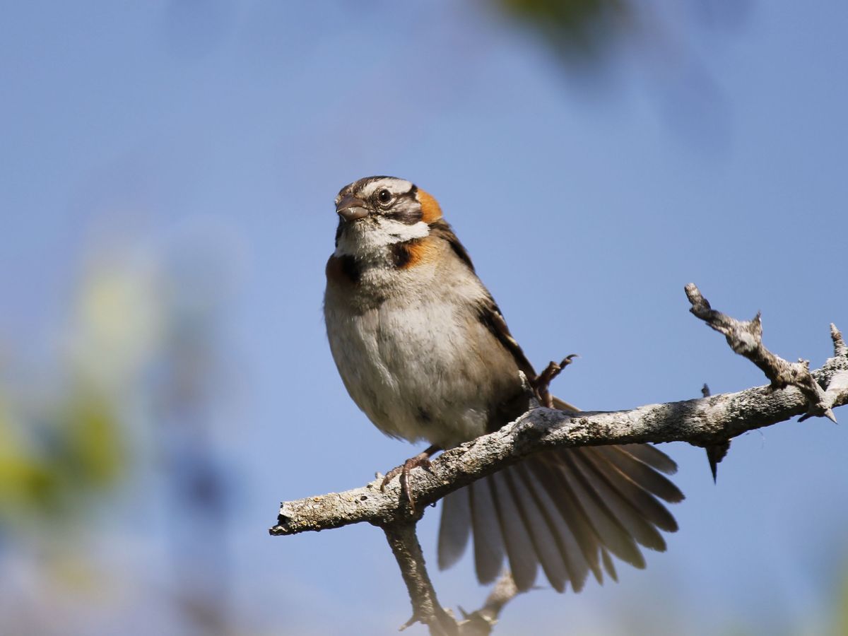 Rufous-collared Sparrow - Chingolo