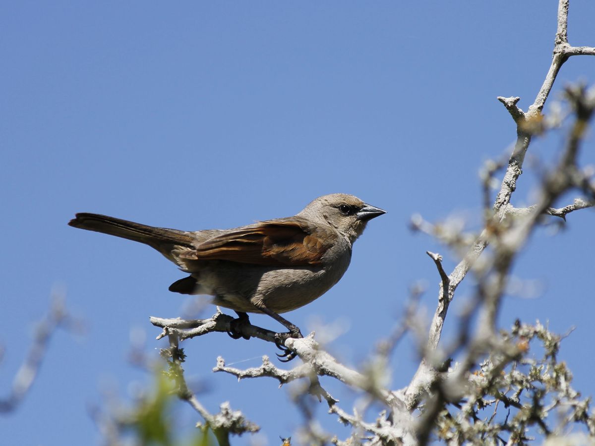 Bay-winged Cowbird - Tordo Músico
