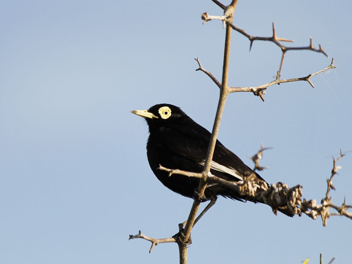 Spectacled Tyrant - Pico del Plata