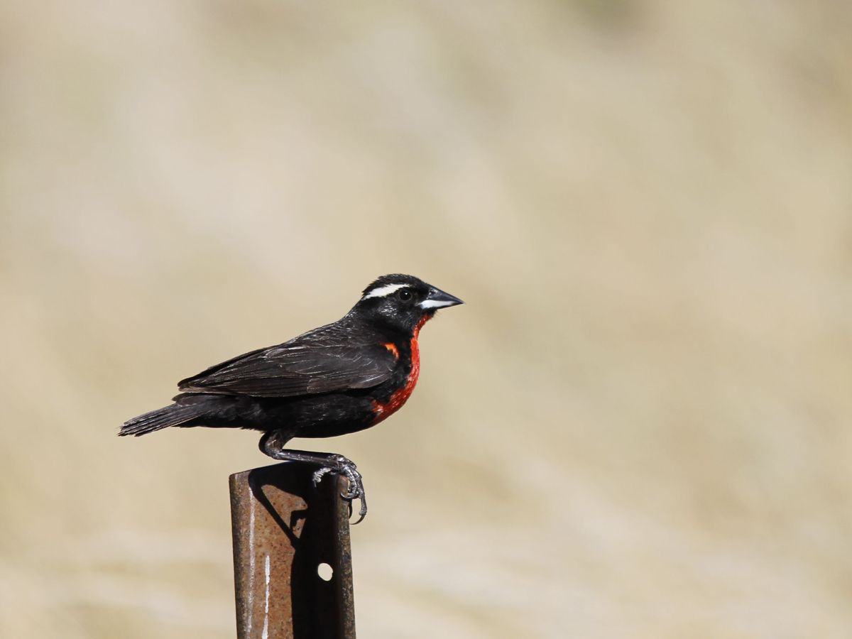 White-browed Blackbird - Pecho Colorado