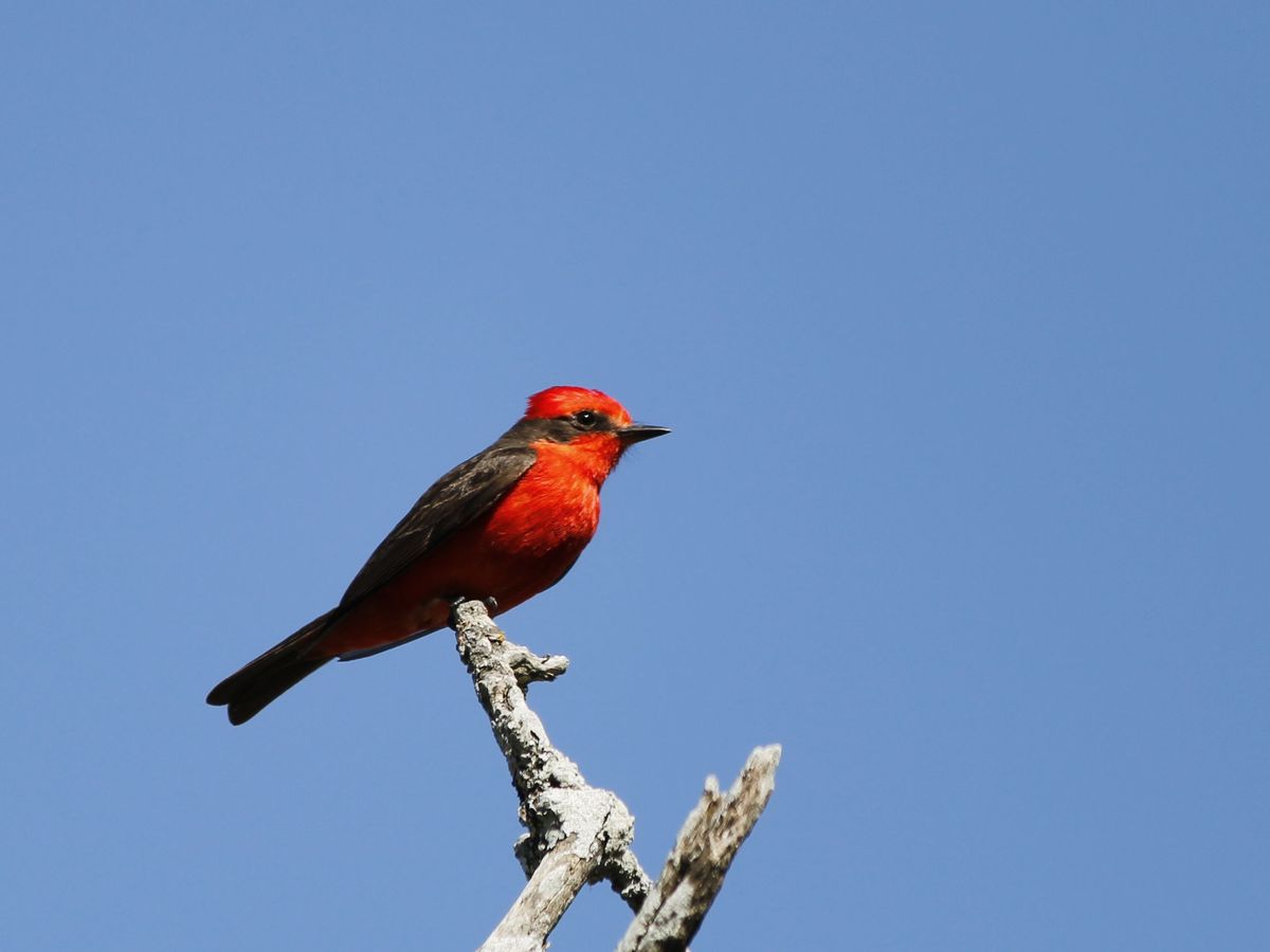 Vermilion Flycatcher - Churrinche