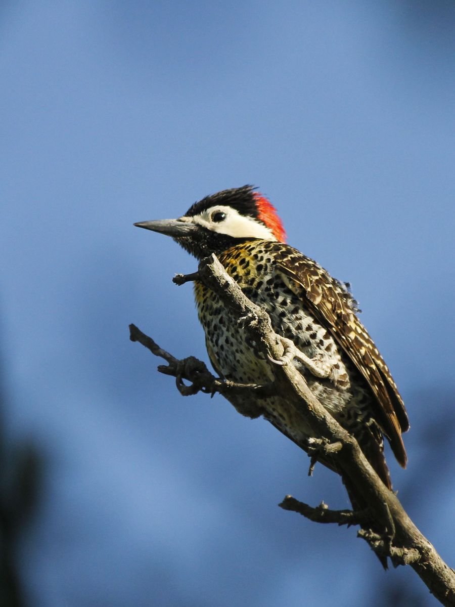 Green-barred Woodpecker - Carpintero Real