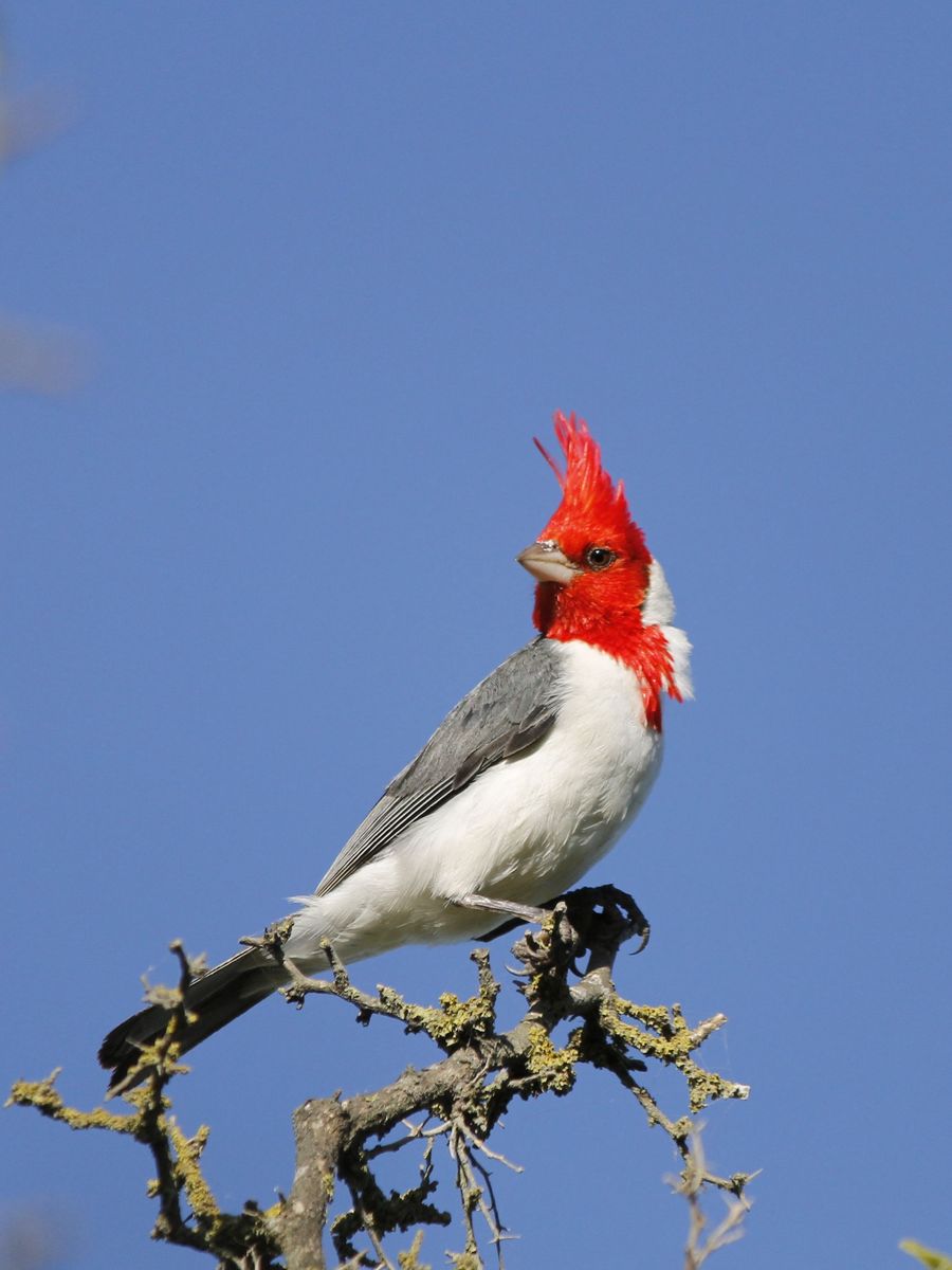 Red-crested Cardenal