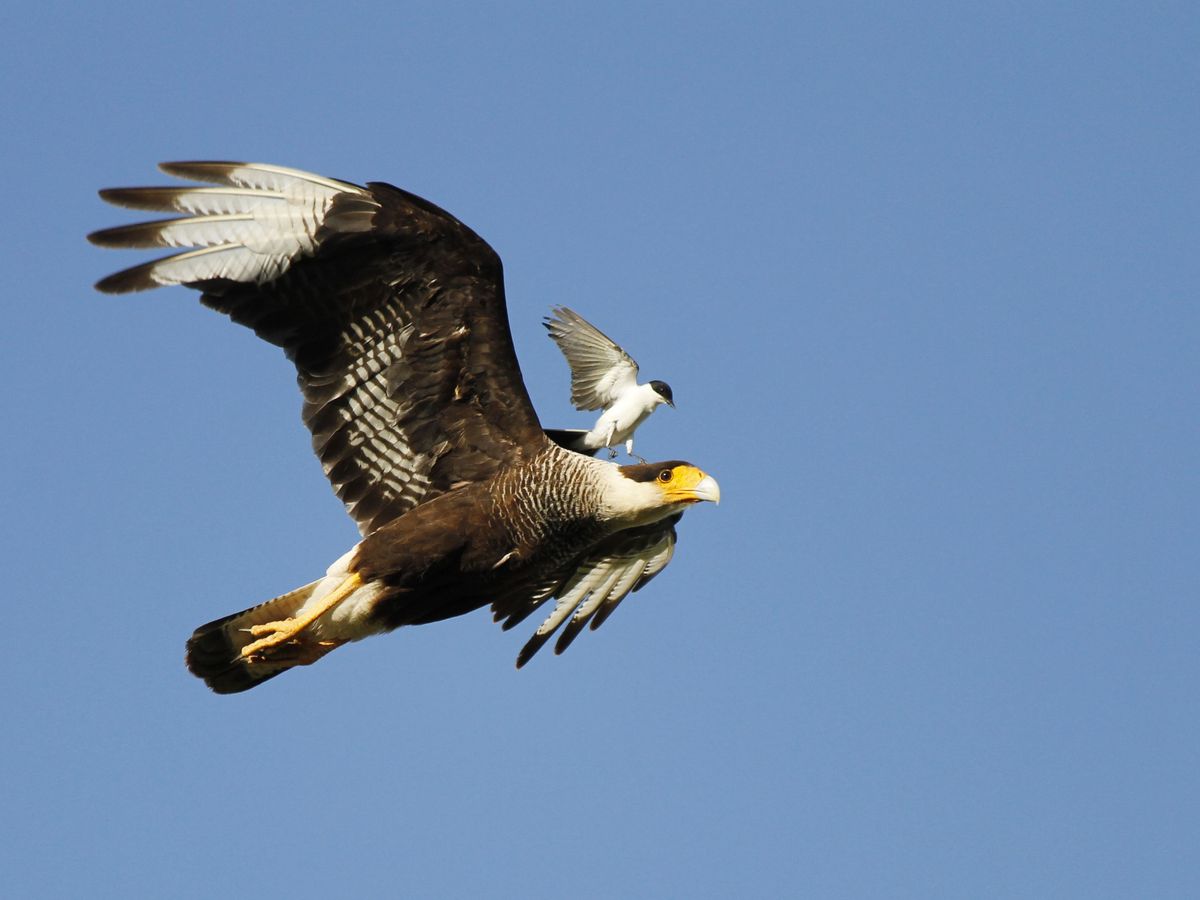 Crested Caracara - Carancho