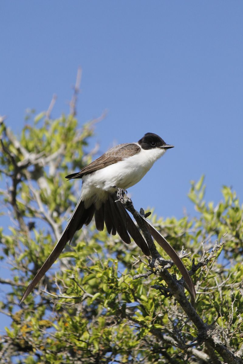 Fork-tailed Flycatcher - Tijereta