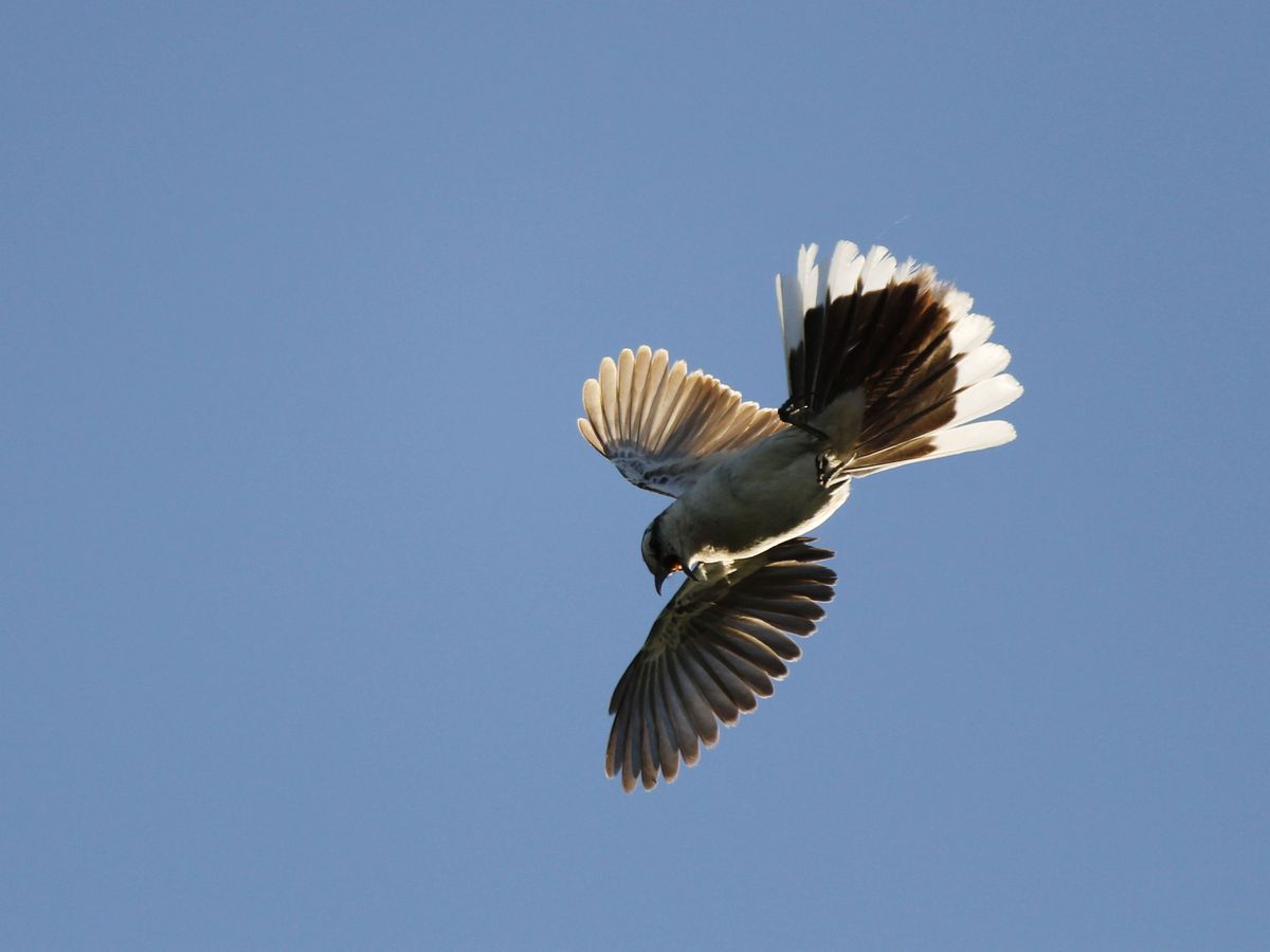 Chalk-browed Mockingbird - Calandría