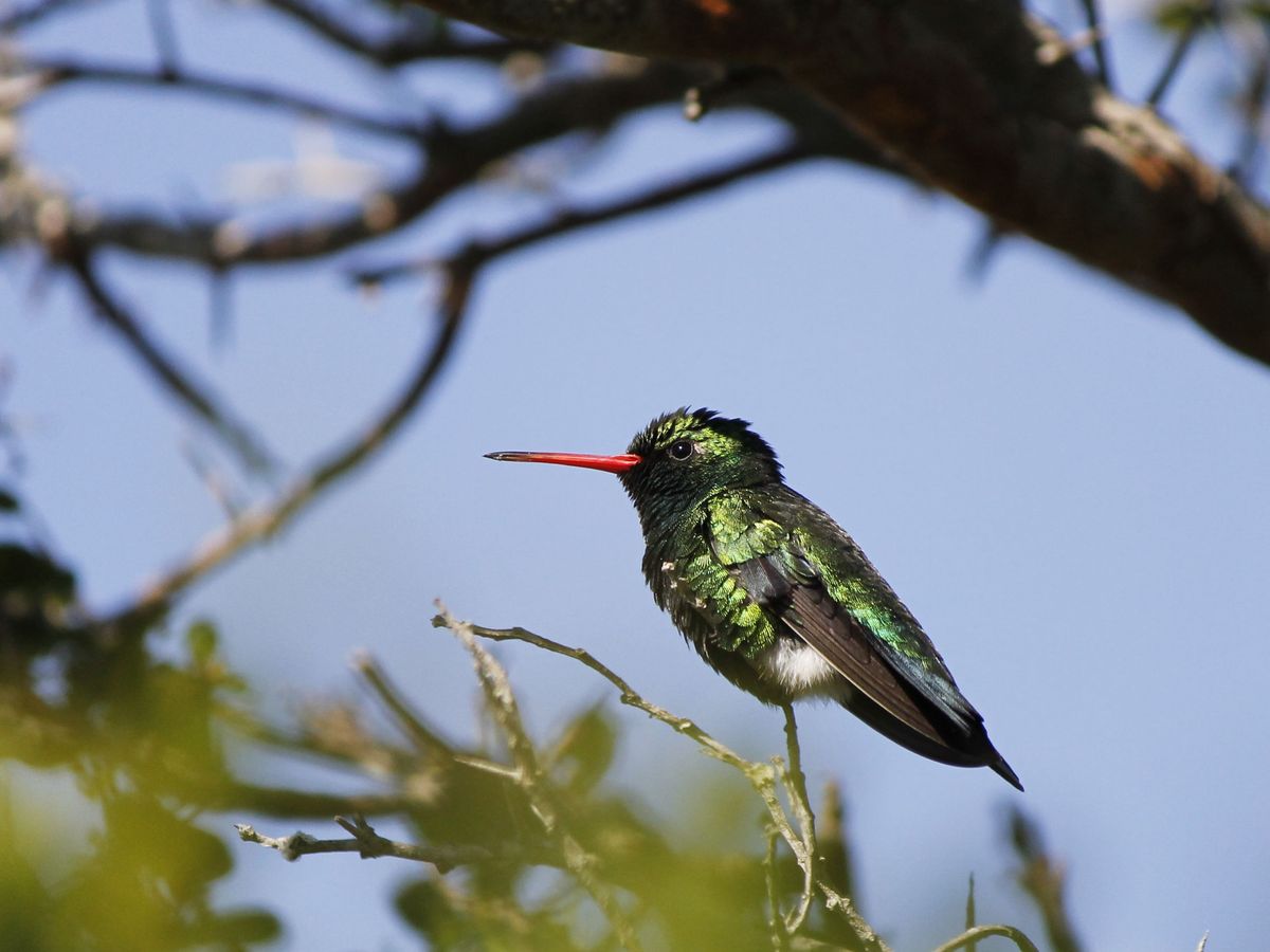 Glittering-bellied Emerald