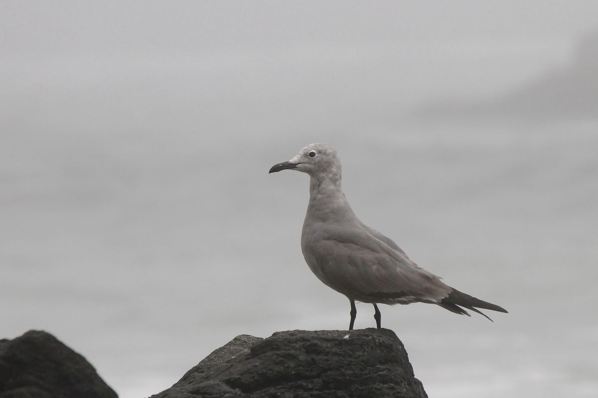 Grey Gull a szürkeségben