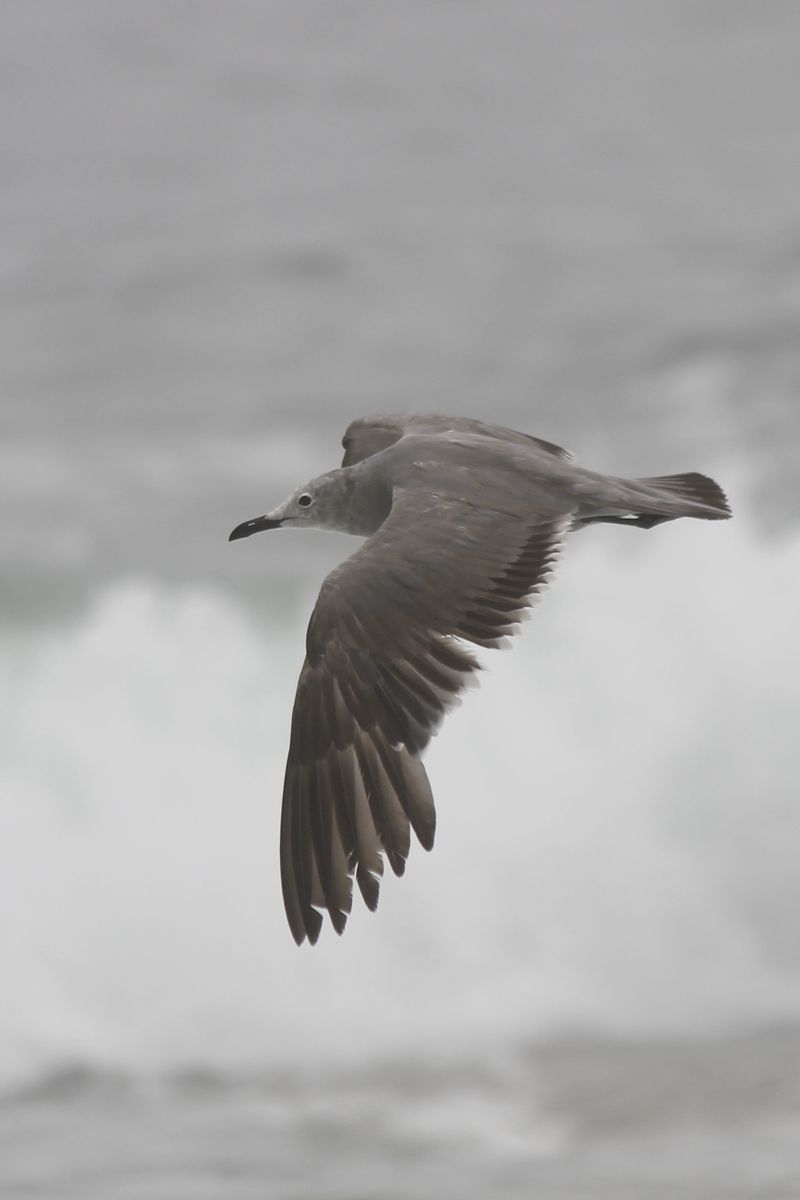 Grey Gull 