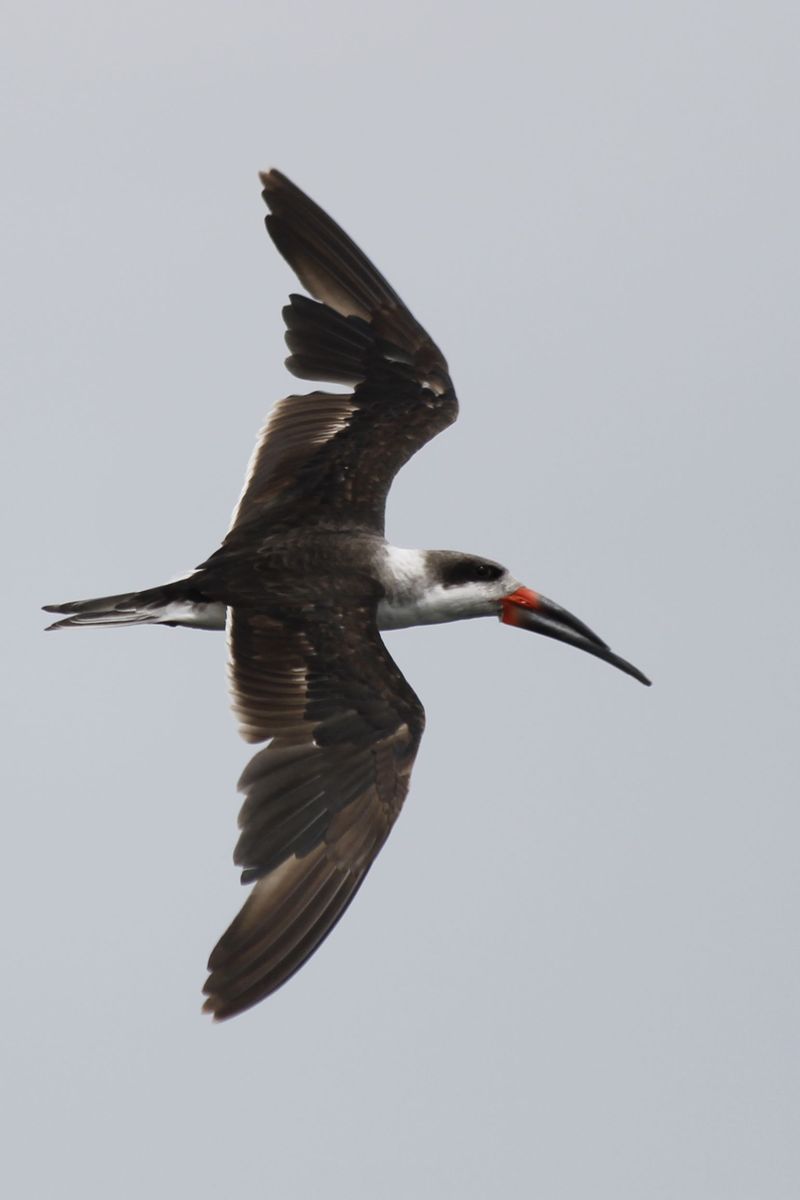 Black Skimmer, avagy ollóscsőrű madár