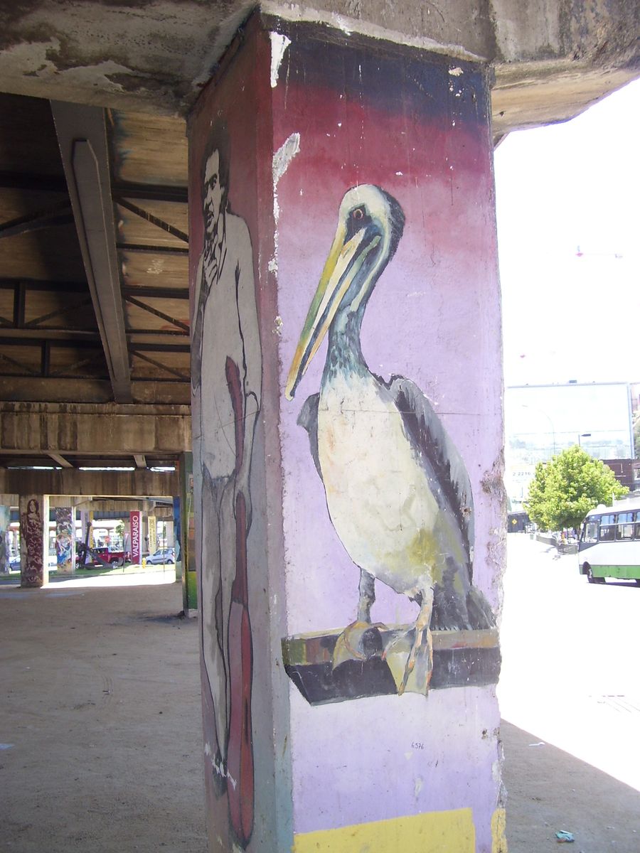 Peruvian Pelican