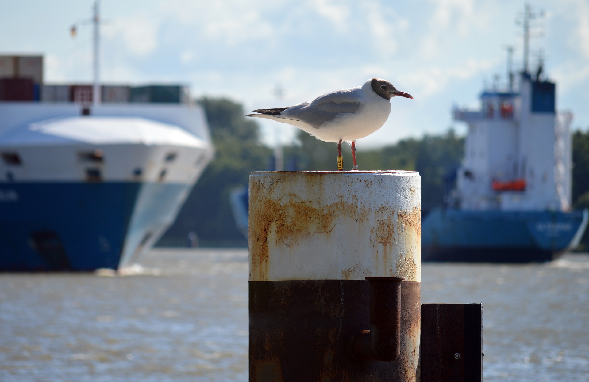 gull-6507241_1920.jpg