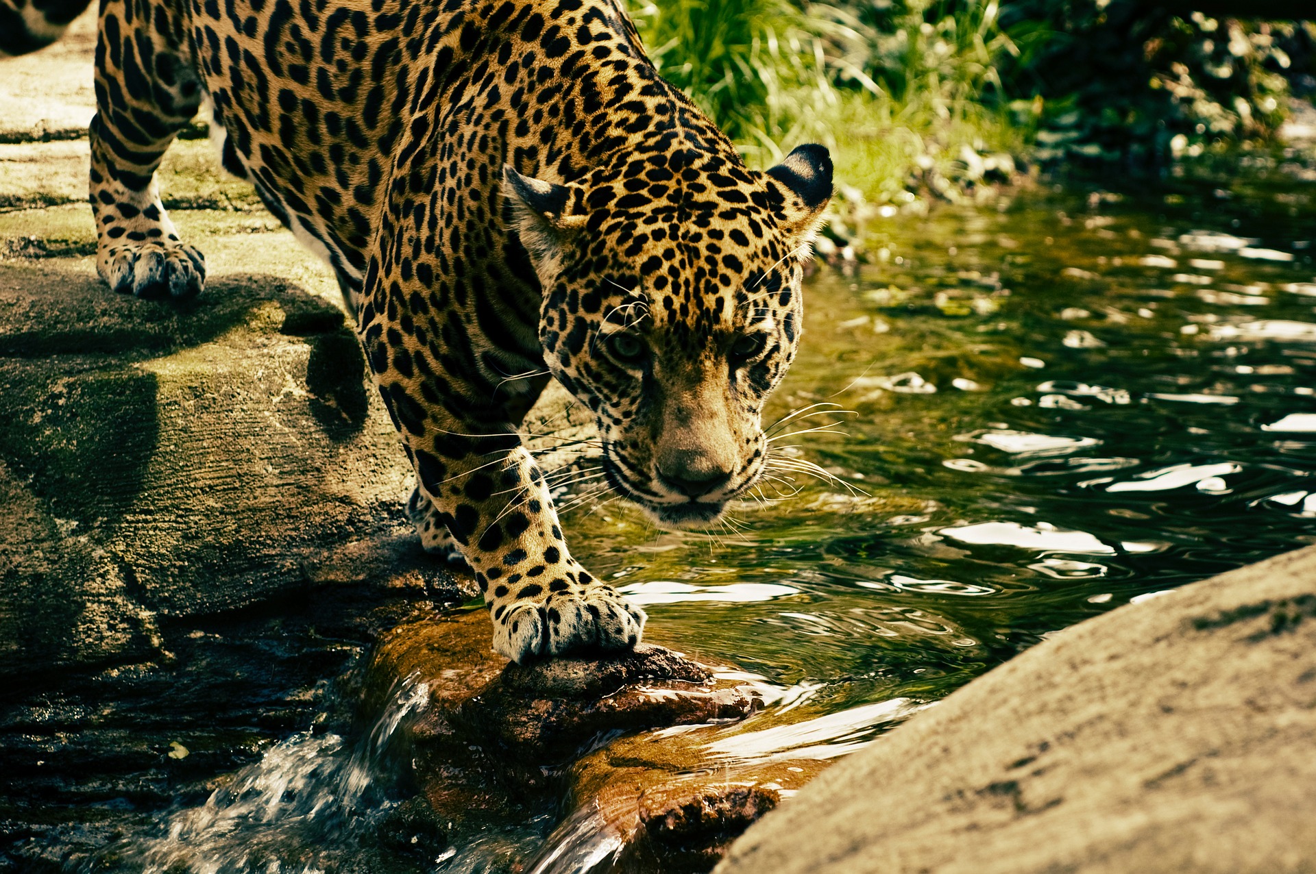 24_leopard-2578114_1920.jpg
