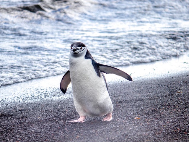 Penguins!