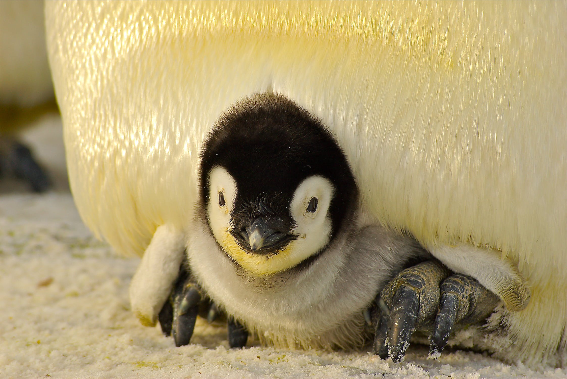 penguin-baby-antarctic-life-52512.jpeg