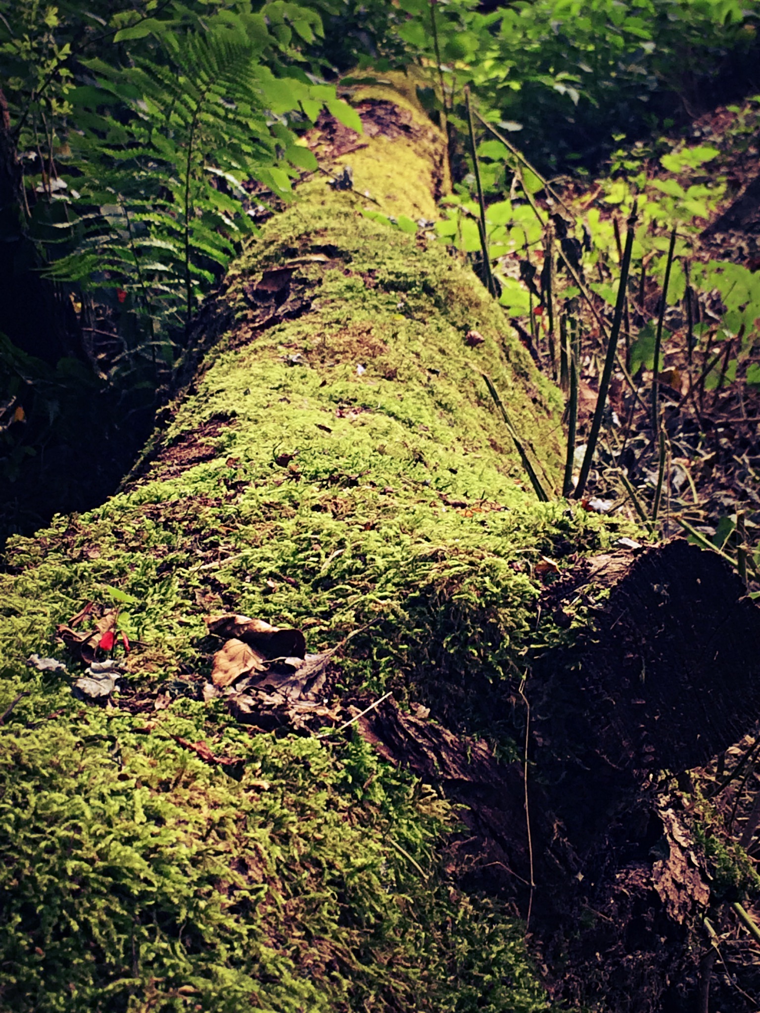 image_464.jpeg